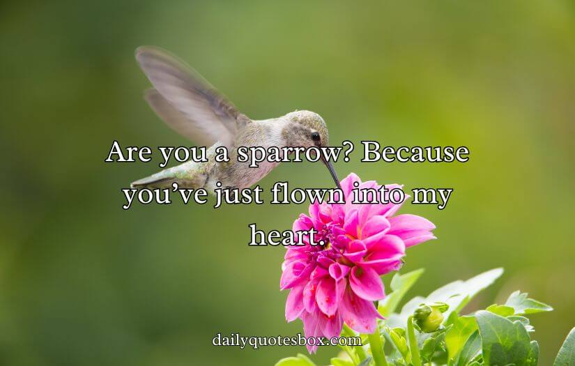 Best Bird Pick Up Lines