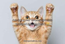 Cat Pick Up Lines Cat Pick Up Lines