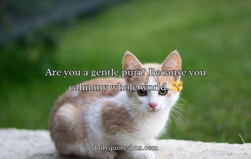 Cat Pick Up Lines