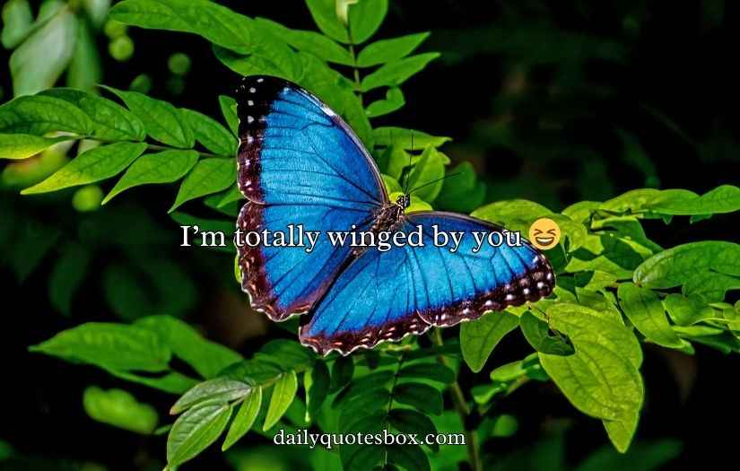 Butterfly Puns for Valentine’s Day