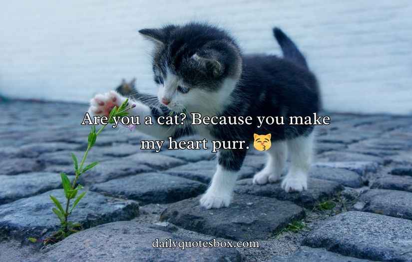 Cat Pick Up Lines