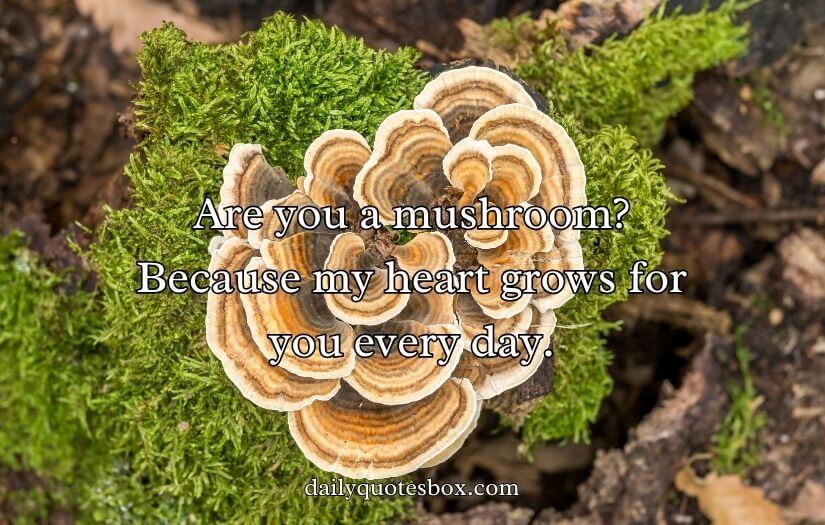 Mushroom Pick-Up Lines