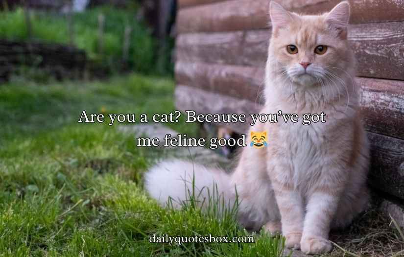 Cat Pick Up Lines
