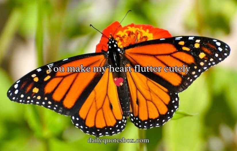 Butterfly Puns for Valentine’s Day