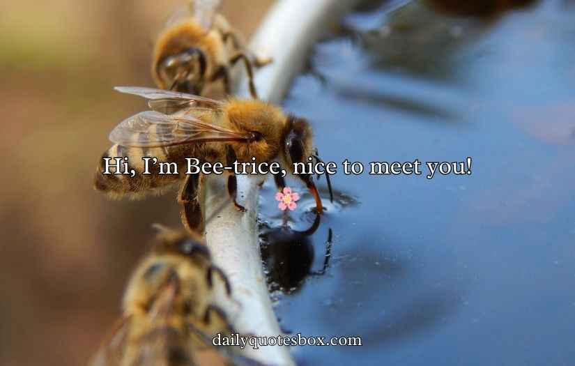 Bee Puns And Jokes