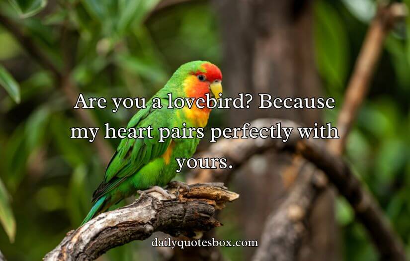 Best Bird Pick Up Lines