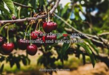 Cherry Rizz Lines Cherry Rizz Lines