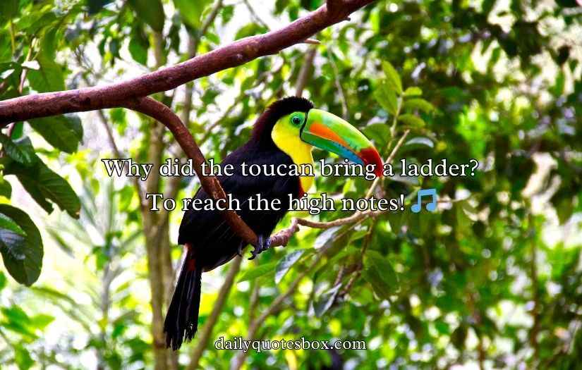 Toucan Puns and Jokes
