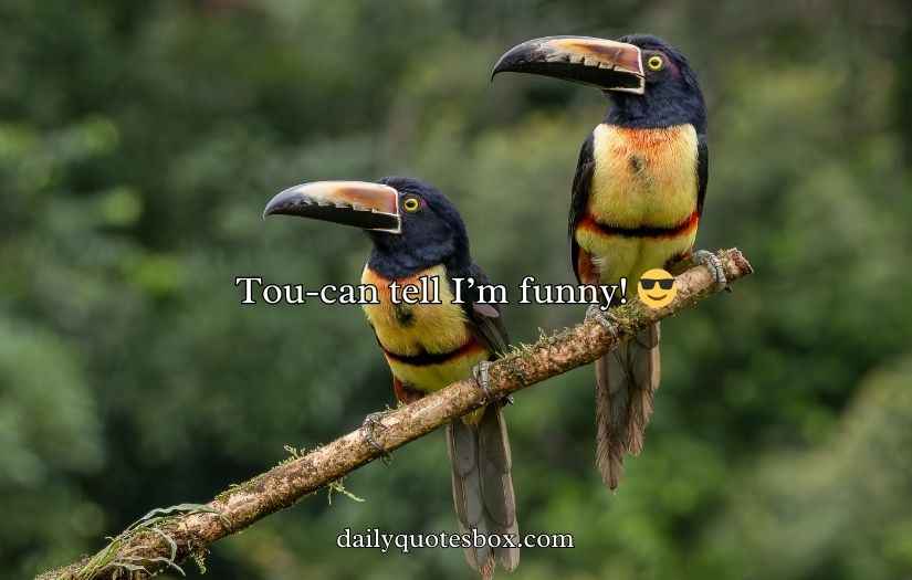 Toucan Puns and Jokes