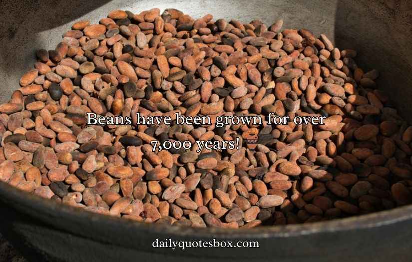 Bean Puns
