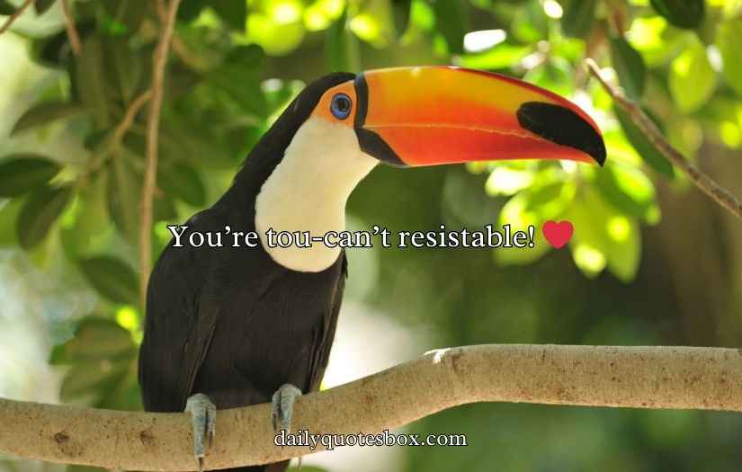 Toucan Puns and Jokes