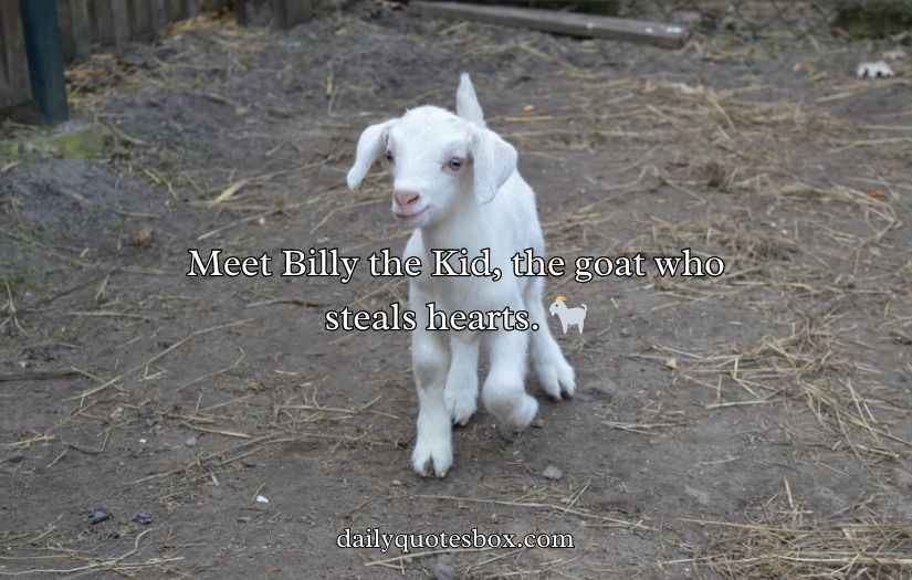 Funny One Liner Goat Puns