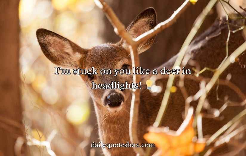 Deer Puns and Jokes