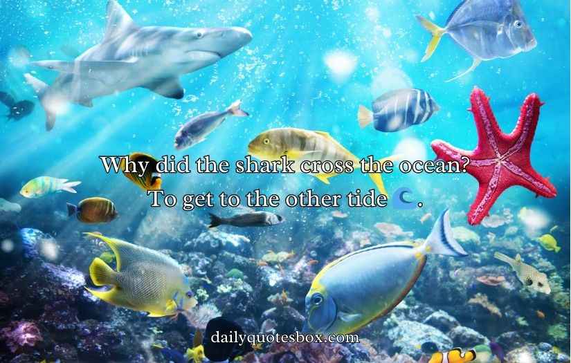 Shark Puns and Jokes