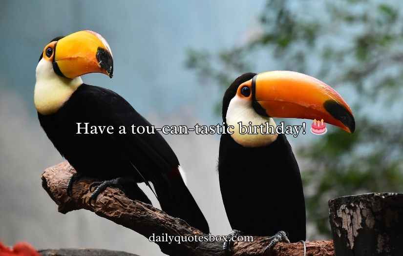 Toucan Puns and Jokes