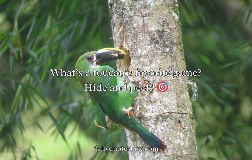 Toucan Puns and Jokes