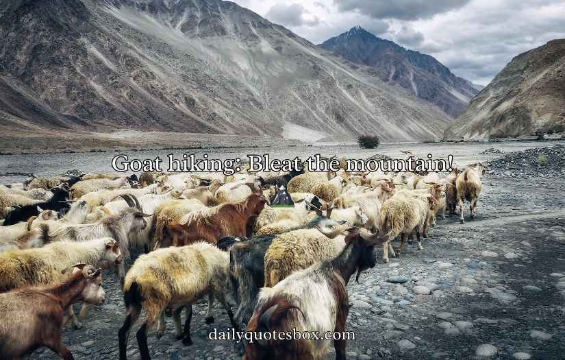 Funny One Liner Goat Puns