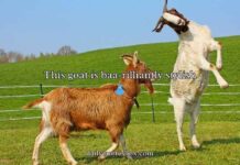 Funny One Liner Goat Puns Funny One Liner Goat Puns