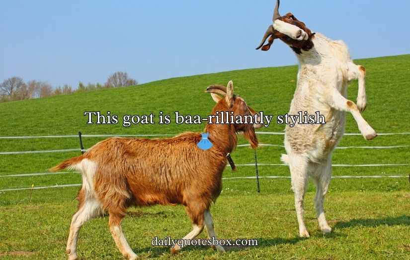 Funny One Liner Goat Puns