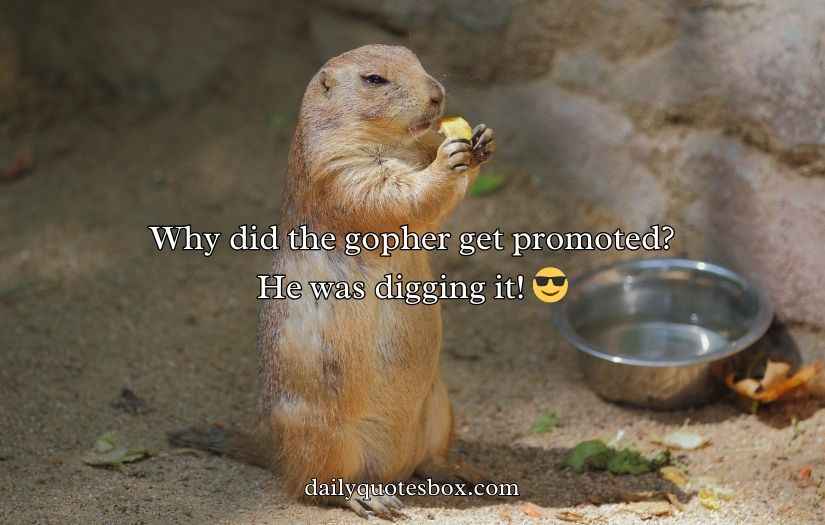 Gopher Puns