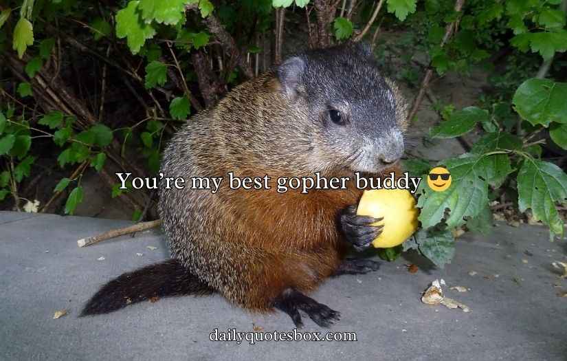 Gopher Puns