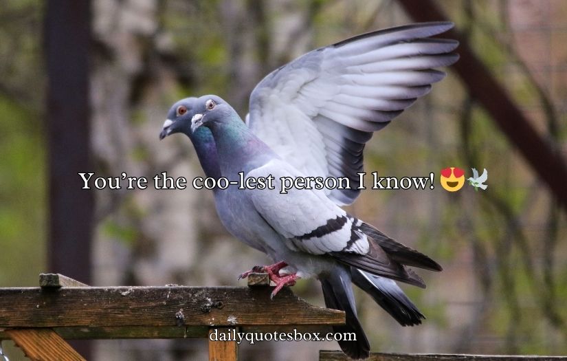 Pigeon Puns and Jokes