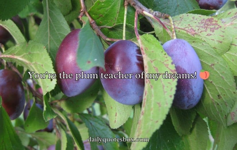 Plum Puns and Jokes