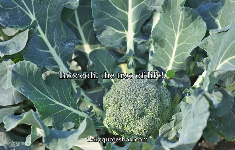Broccoli Puns And Jokes