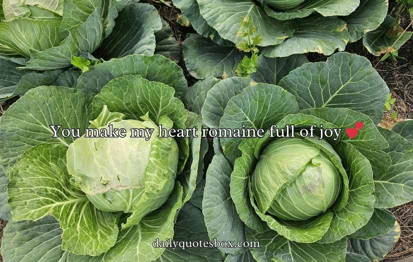 Cabbage Puns And Jokes