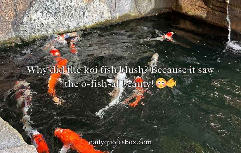 Koi Fish Puns and Jokes