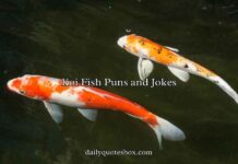 Koi Fish Puns and Jokes Koi Fish Puns and Jokes