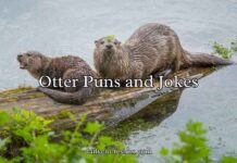 Otter Puns and Jokes Otter Puns and Jokes