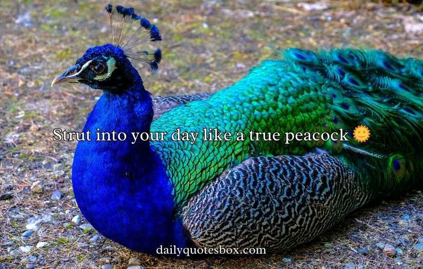 Peacock Puns