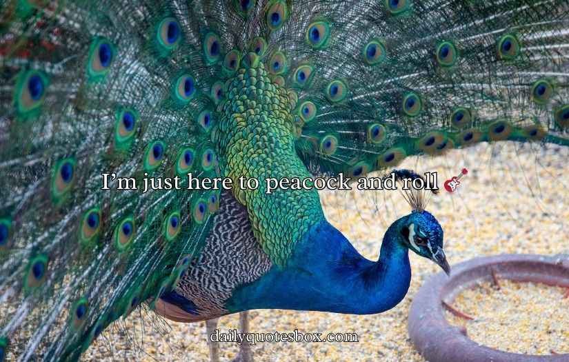 Peacock Puns