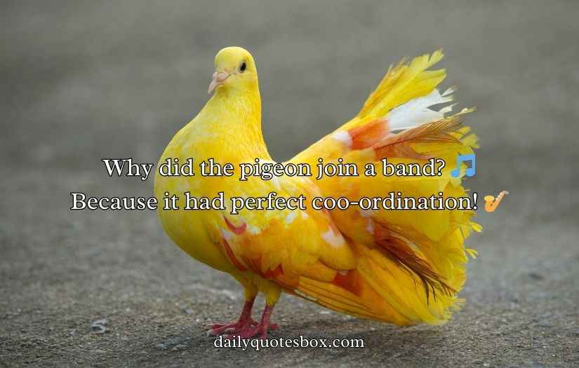 Pigeon Puns and Jokes