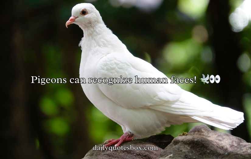 Pigeon Puns and Jokes