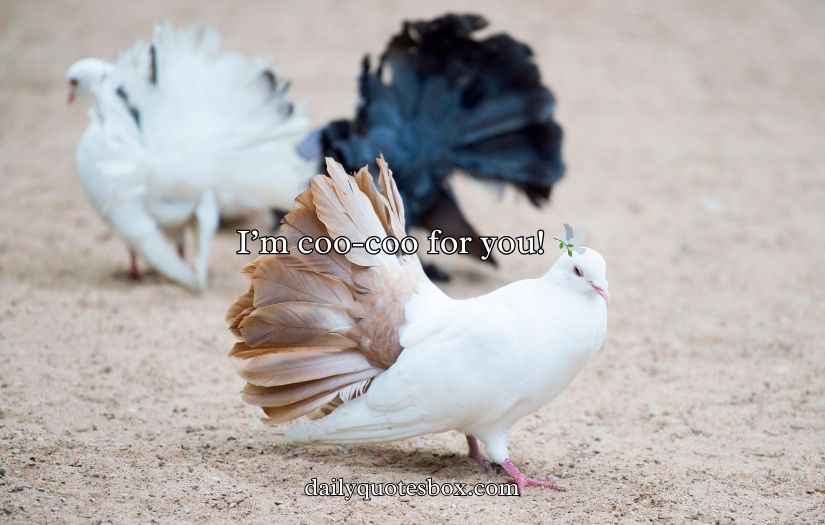Pigeon Puns and Jokes