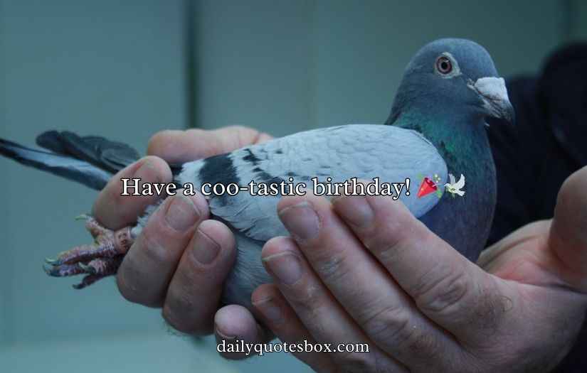 Pigeon Puns and Jokes