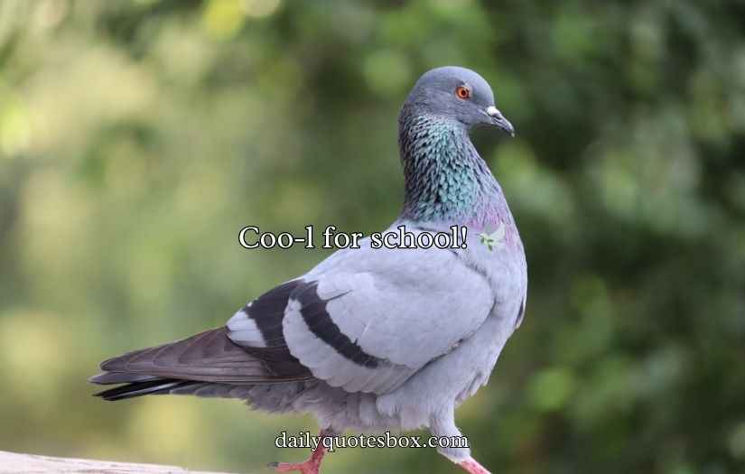 Pigeon Puns and Jokes