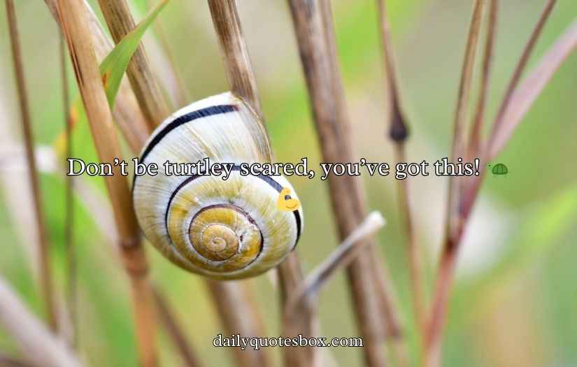 Shell Puns and Jokes